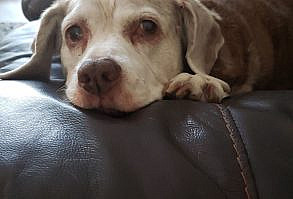 Today this sweet girl is going to join her brothers across the rainbow bridge. She gave us 16 years of stolen food drool-wet floors and chainsaw snores. Kylie girl thanks for being there for us through every major event of our lives. You're such a good girl. #cute #dogs #dog