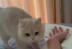 Cat Funny | Cat Cute videos | Cat Funny Videos