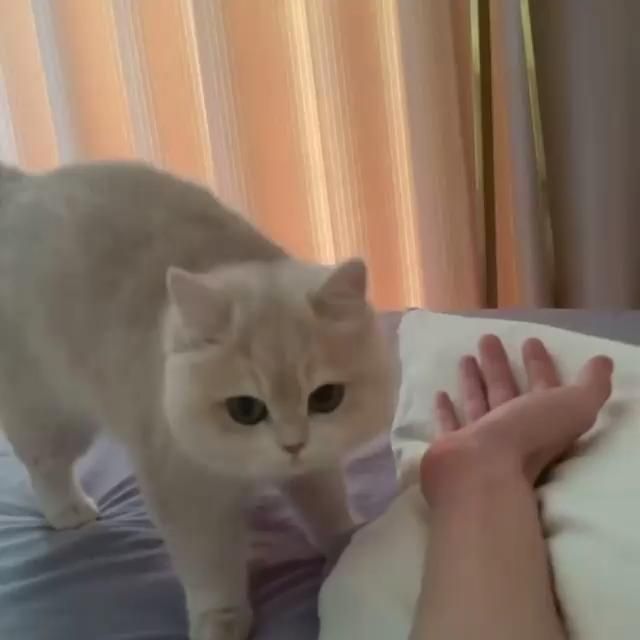 Cat Funny | Cat Cute videos | Cat Funny Videos