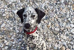 #funny #funnyanimals #cute #dog Visit our website : thepetsarena.com