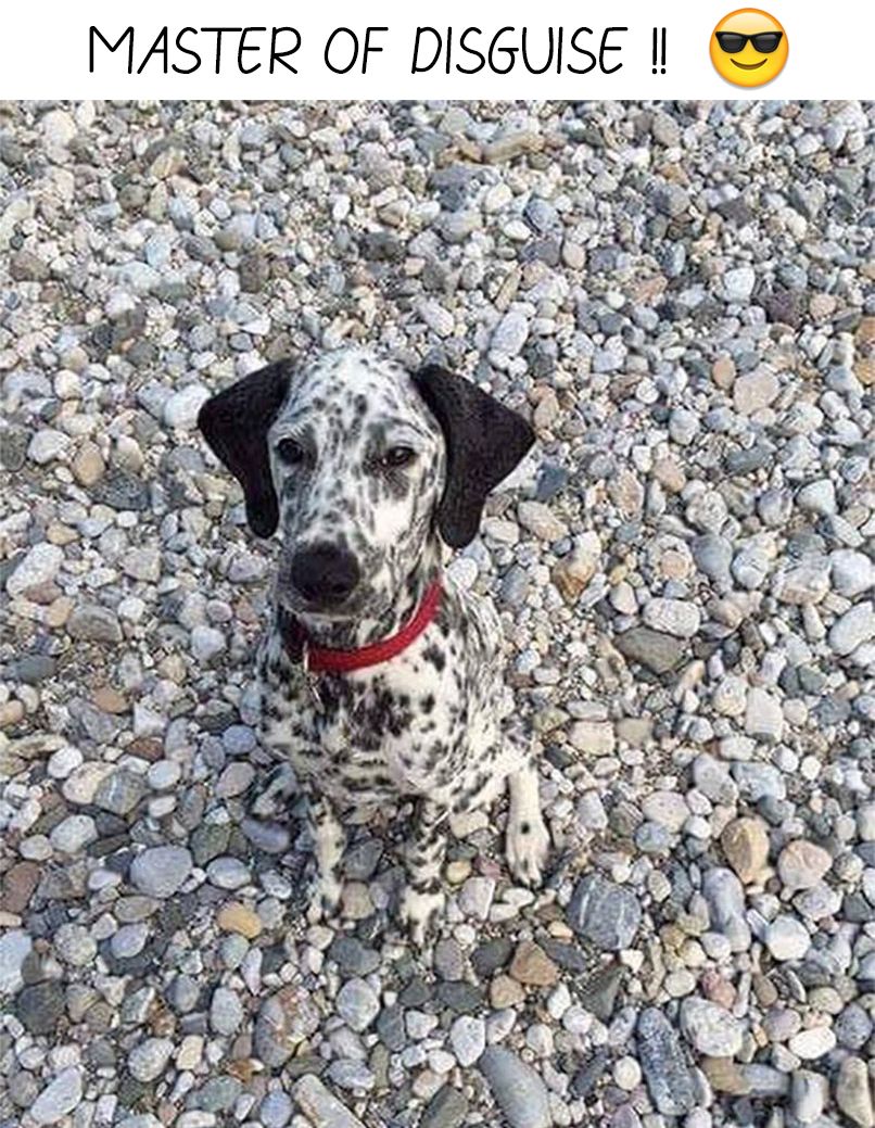 #funny #funnyanimals #cute #dog Visit our website : thepetsarena.com