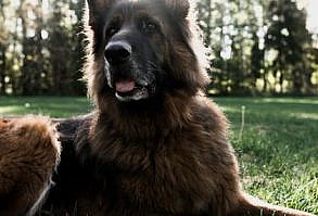 HD photo by Susan Wilkinson