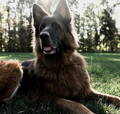 HD photo by Susan Wilkinson