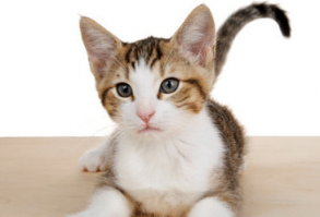 Polydactyl cats are felines that have more than the normal amount of toes on their paws. Cats usually have a total of 18 toes – 5 on each front paw and 4 on each rear paw. There’s not many things cuter than toe beans on a kitty’s paw to us cat lovers, and these cats give us more to love!