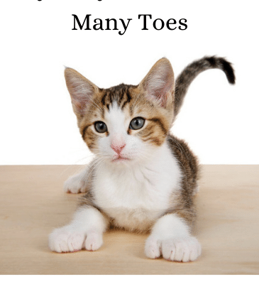 Polydactyl cats are felines that have more than the normal amount of toes on their paws. Cats usually have a total of 18 toes – 5 on each front paw and 4 on each rear paw. There’s not many things cuter than toe beans on a kitty’s paw to us cat lovers, and these cats give us more to love!