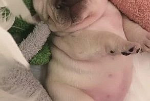 French Bulldog Puppy World, Cute & Funny Puppies Videos #funnyvideos #dogvideos #funnyanimals #funnypets #fren