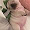 French Bulldog Puppy World, Cute & Funny Puppies Videos #funnyvideos #dogvideos #funnyanimals #funnypets #fren