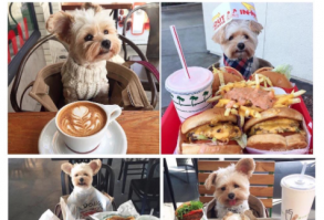 Puppy becomes a foodie