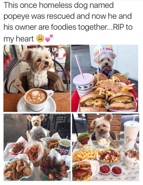 Puppy becomes a foodie