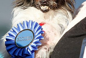 Rescue Mutt Named Peanut Crowned 'World's Ugliest Dog'
