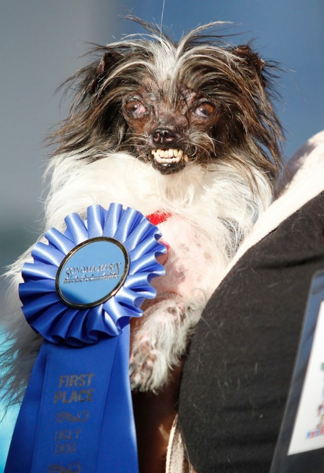 Rescue Mutt Named Peanut Crowned 'World's Ugliest Dog'