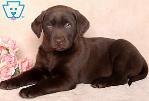Rose | Labrador Retriever - Chocolate Puppy For Sale | Keystone Puppies #ChocLab #keystonepuppies