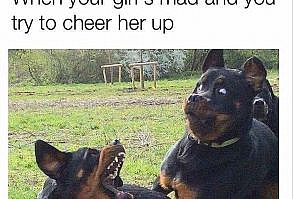 27 Incredibly Hilarious Dog Memes