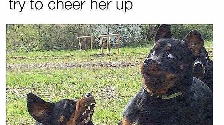27 Incredibly Hilarious Dog Memes