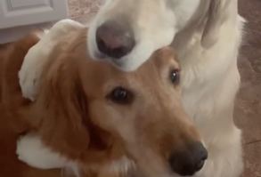 I almost cried, so adorable #puppylove #dogs credit  wat.ki0