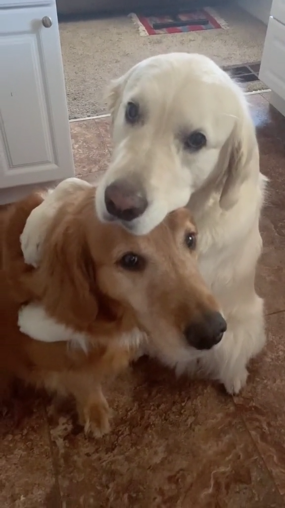 I almost cried, so adorable #puppylove #dogs credit  wat.ki0