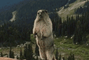 Screaming Marmot animals animal gifs gif wild animals funny animals animal gifs