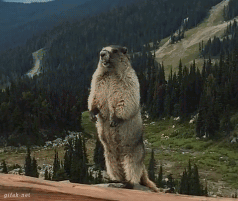 Screaming Marmot animals animal gifs gif wild animals funny animals animal gifs