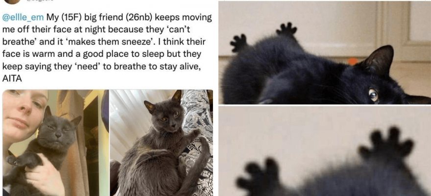 Scurry Away To Another Caturday Partay: Most Hisstreical Cat Memes Of The Week