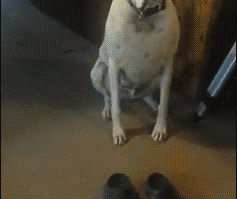 See These Shoes Fit Me See this dog in action here pewpaw.com/... …