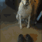 See These Shoes Fit Me See this dog in action here pewpaw.com/... …