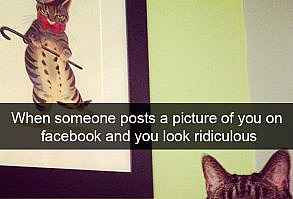 159 Hilarious Cat Snapchats That Will Leave You With The Biggest Smile (New Pics)