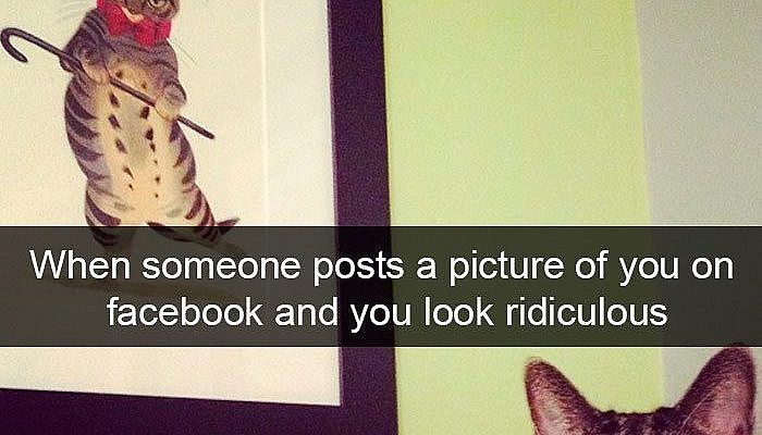 159 Hilarious Cat Snapchats That Will Leave You With The Biggest Smile (New Pics)