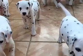 So many wagging puppy tails...like a live version of