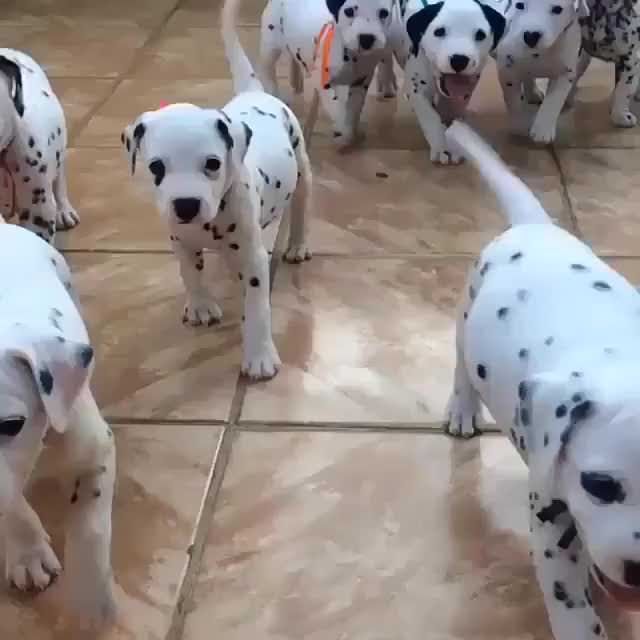 So many wagging puppy tails...like a live version of