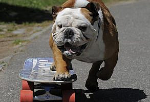Tillman, the world's fastest skateboarding canine, gets in some practice as he runs in Central Park April 23, 2010. That's a pretty smart dog.