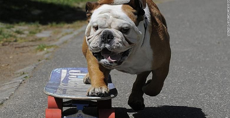 Tillman, the world's fastest skateboarding canine, gets in some practice as he runs in Central Park April 23, 2010. That's a pretty smart dog.