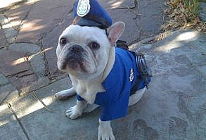 Spooktober Presents: Favorite Doggo Halloween Costumes So Far - I Can Has Cheezburger?