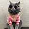 Street Style Smile Face Pink White Sweater Costume For Cats | Pawsmeme