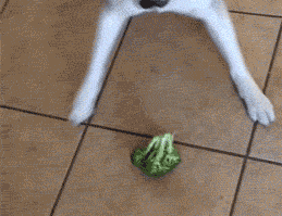 Such Majesty - Imgur