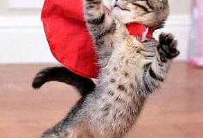 #funny #cats #photos