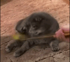 Popular GIF