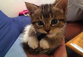 ESTA PERFECTO NIBBLER COLA PEQUEÑA. | 39 Photos For Anyone Who's Just Having A Bad Day