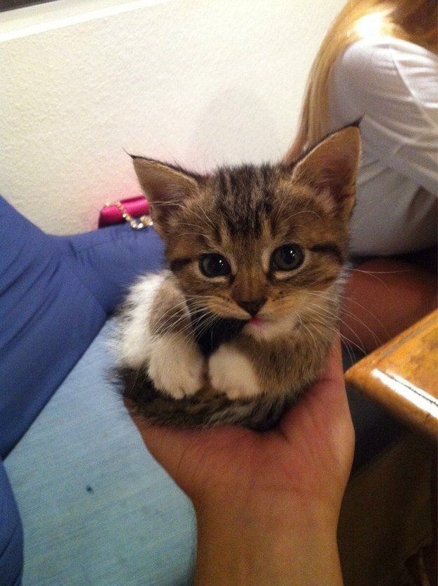 ESTA PERFECTO NIBBLER COLA PEQUEÑA. | 39 Photos For Anyone Who's Just Having A Bad Day