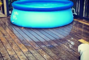 #monkoodog #smartdog #labradorretriever #labradorretrieverdog #Labrador_