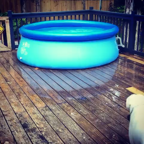 #monkoodog #smartdog #labradorretriever #labradorretrieverdog #Labrador_