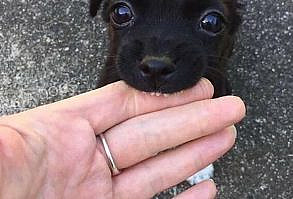 The 100 Cutest Animals Of All Time - List Inspire