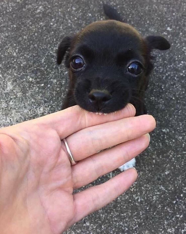 The 100 Cutest Animals Of All Time - List Inspire