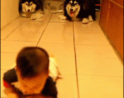 The cutest kind of imitation. | The 15 Most Delightful GIFs Of 2013