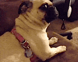 This pug who saw something — SOMETHING — that none of us will ever believe. His face awe