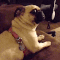 This pug who saw something — SOMETHING — that none of us will ever believe. His face awe
