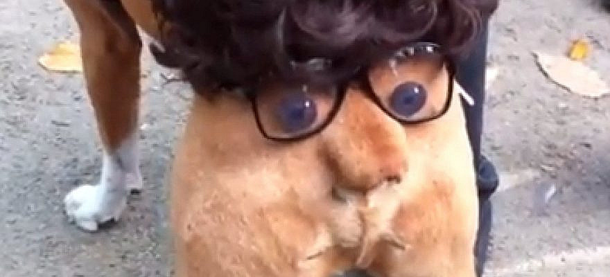 The annual Tompkins Square Halloween Dog Parade took place in New York City over the weekend, and if we were judging, this guy would have gotten a ribbon. Simple, flawless pet costume. Via The D