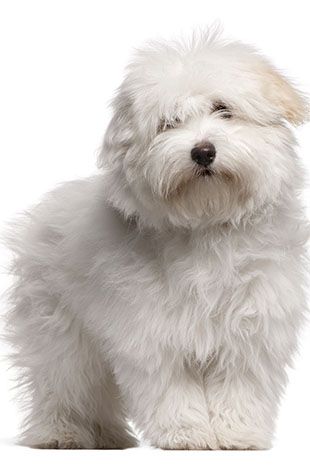 Coton De Tulear