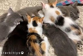 Chile is one of those cool moms who doesn’t follow the normal rules. Wean the kittens? Naw! These kittens are so spoiled and lucky