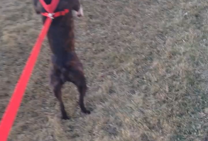 There may be something wrong with my doghttps://v.redd.it/fdzjmr29eaq11