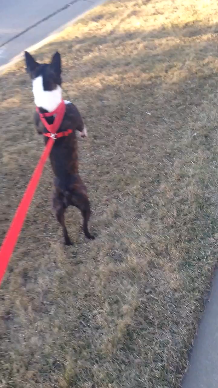 There may be something wrong with my doghttps://v.redd.it/fdzjmr29eaq11